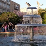 Hérons à la fontaine de la mairie, Tel Aviv. אנפה עפה